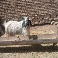 نربز|حیوانات مزرعه|خوشاب, |دیوار