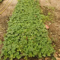 نشا توت فرنگی البیون|خدمات باغبانی و درختکاری|هشتگرد, قاسم آباد بزرگ|دیوار