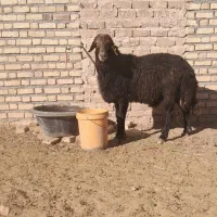 بره قوچ همو با کیفیت|حیوانات مزرعه|تربتحیدریه, مسجد جامع|دیوار