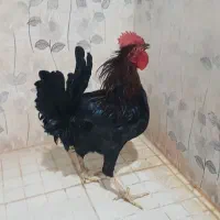 خروس جوان|حیوانات مزرعه|بندر ماهشهر, |دیوار