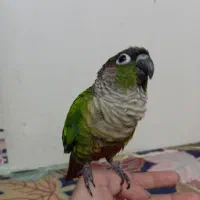 طوطی گرینچیک