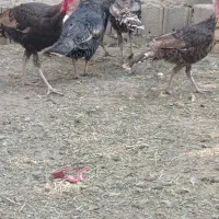 بوقلمو|حیوانات مزرعه|مبارکه, |دیوار