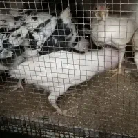 تعدادی جوجه محلی نژاد گلین و چهل تاج