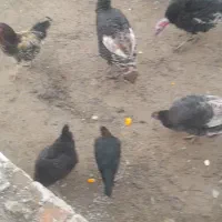 بوقلمون محلی ماده|حیوانات مزرعه|انزل, |دیوار