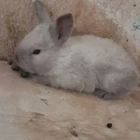 خرگوش و همستر