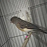 قناری|پرنده|کرج, فاز ۱ مهرشهر|دیوار