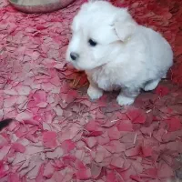 نژادشیتزو تریر|سگ|قزوین, |دیوار