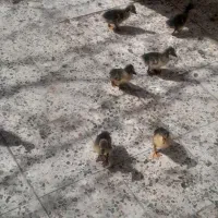 جوجه غاز  نژاد دار سنگین وزن گردن ماری