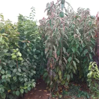 نهالستان سبز    صفوی|خدمات باغبانی و درختکاری|تسوج, |دیوار