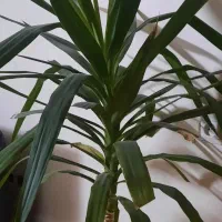 گل طبیعی|گل و گیاه طبیعی|صباشهر, |دیوار