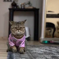 گربه بریتیش ماده