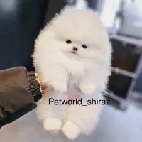 مرکز تخصصی سگ پامر خرسی.پامرانین عروسکی ریز