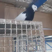 طوقی نروماده قاب