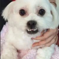 سگ ماده گمشده|حیوانات|شاهینشهر, پاسداران|دیوار