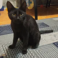 واگذاری گربه کاملا اهلی و خونگی حدود 4 ماهه