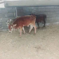 ۳عدد گوساله نر