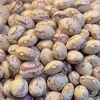 حبوبات محلی خشکبار گردو زرشک‌ کشمش انجیر|خوردنی و آشامیدنی|نیشابور, شهرک بهداری|دیوار