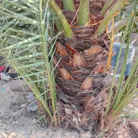 فروش پا جوش خاصویی
