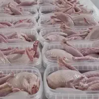 بلدرچین مولد موجود بلدرچین رنگ خاص|پرنده|اهواز, منبع اب|دیوار