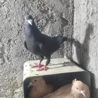 جفت کلاغ گوهک کرمونی