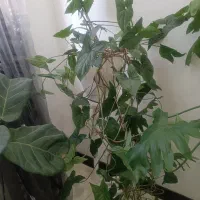 گل اپارتمانی