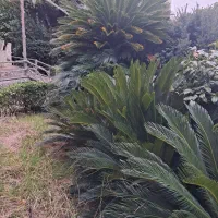 برگ سیکاس|گل و گیاه طبیعی|رشت, کوی مهر|دیوار