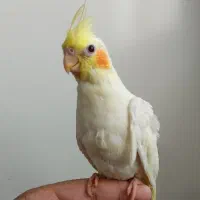 جوجه عروس هلندی