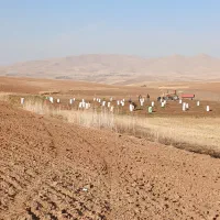 سیب زمینی سانتا|خوردنی و آشامیدنی|حسین آباد, |دیوار