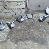 کبوتر