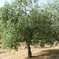 یک عدد درخت زیتون جهت کُنده