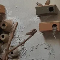 تعدادی فنچ کینگ و زبرا