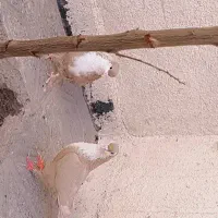 یک جفت ریش زرد کاکلی