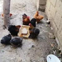 خروس کوشین