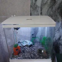 یک عدد اکواریوم با تمام وسیله ها|لوازم جانبی حیوانات|اهواز, کیانشهر|دیوار