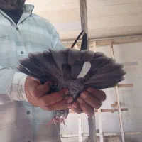 لوت عراق|پرنده|خرمشهر, |دیوار