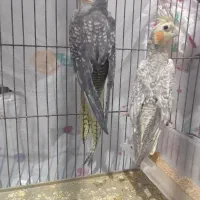 عروس هلندی گل باقالی|پرنده|الوند, |دیوار