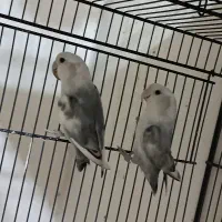 طوطی کوتوله برزیلی