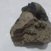 شهاب سنگ قیمتی|کلکسیون اشیاء عتیقه|زیرکوه, |دیوار