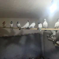 کبوتر بلند پرواز