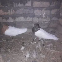 پرند یکه شلت