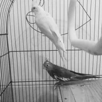 عروس هلندی مولد