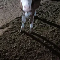 فروش فوری گوساله ماده زیربر|حیوانات مزرعه|شیراز, بید زرد|دیوار