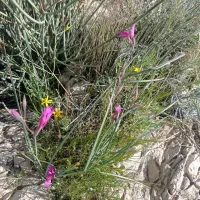 فروش لبنیات محلی