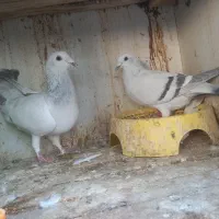 کفتر سبز افغان
