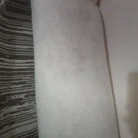 موکت تمیز|موکت|بندر امام خمینی, |دیوار