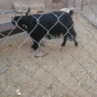 تقلی رومانوف