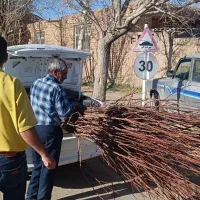 انواع نهال میوه