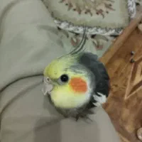 چهار عدد عروس هلندی با دتا جوجه چهل روزه