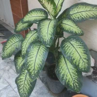 گل آپارتمانی دیفن