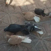 12 کفتر (توافقی)